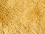 Fur