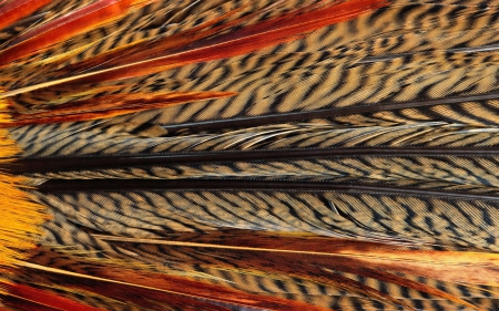 Feathers - red, pattern, black, pheasant, orange, texture, feathers, abstract