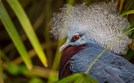 Crowned pigeon - crowned pigeon, feathers, blue, green, red eye, bird