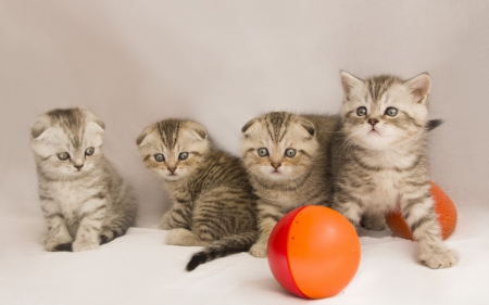 Kittens - ball, white, animal, cute, kitten, cat, orange