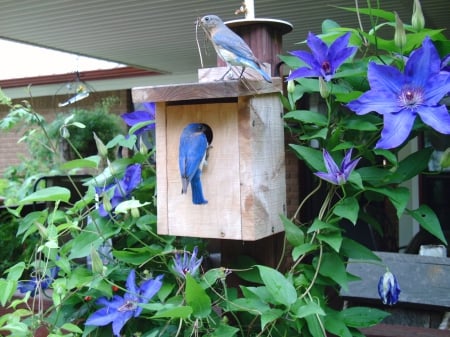 Busy Bluebirds - flowers, bird, vine, blue, box, home