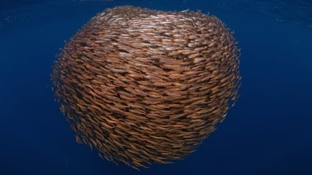 School of fish - nature, entertainment, people, animals, other