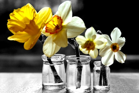 YELLOW DAFFODILS - yellow, daffodils, glass jars, bottles, flowers