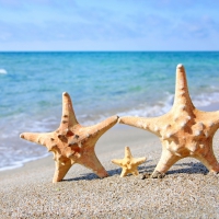 â™¥Starfishesâ™¥