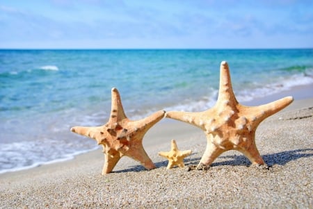 â™¥Starfishesâ™¥ - starfish, beach, sun, family, summer, sea, sand