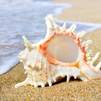 â™¥Seashellâ™¥