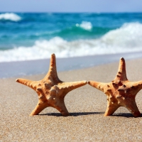 â™¥Starfishesâ™¥