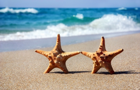 â™¥Starfishesâ™¥ - starfish, beach, sun, summer, sea, sand