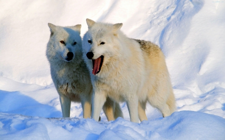 Arctic Wolves - winter, predator, wolf, snow, wildlife