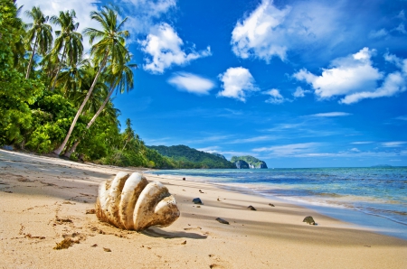 Lonesome Beach - tropical, water, clouds, shell, palms, sea