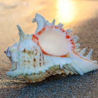 â™¥Seashellâ™¥