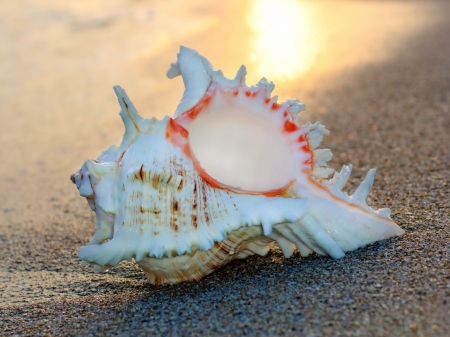 ♥Seashell♥ - shell, sunset, beach, sea, sand