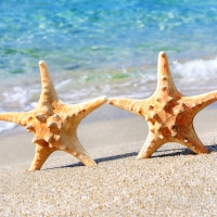 â™¥Starfishesâ™¥