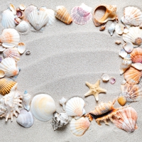 â™¥Seashellsâ™¥