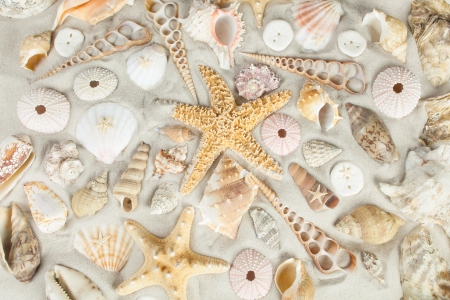 ♥Starfishes & Shells♥ - starfish, shells, beach, sea, sand