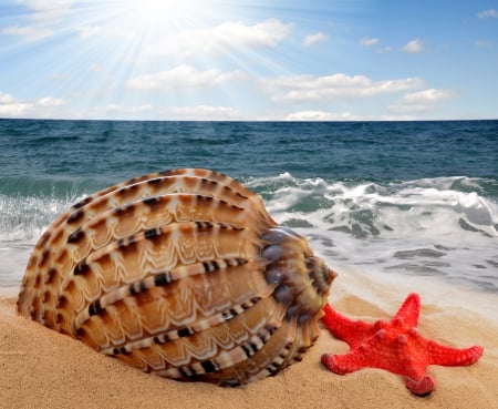 ♥Starfish & Shell♥ - starfish, seashell, beach, sea, sand