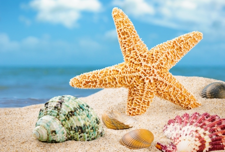 ♥Starfish & Shells♥ - starfish, beach, seashells, sea, sand