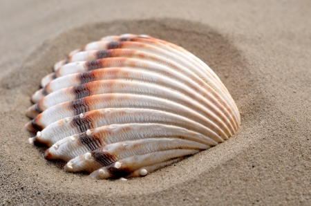 ♥Seashell♥ - shell, sea, sand, beach