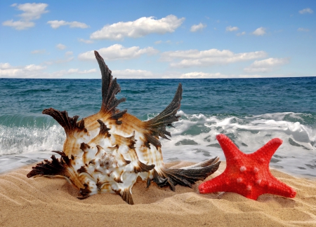 â™¥Starfish & Shellâ™¥ - sand, starfish, seashell, beach, sea