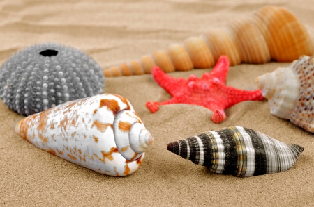 â™¥Seashellsâ™¥ - starfish, beach, seashell, sand