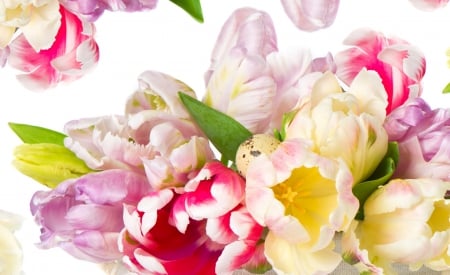 Tulips - flower, pastel, tulips, soft, flowers, tulip