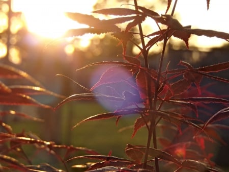 Sun Lens - nature, bright, sunshine, sun lens, red, leafs, sunsets