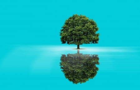 Double Tree - nature, reflection, mirror, photoshop