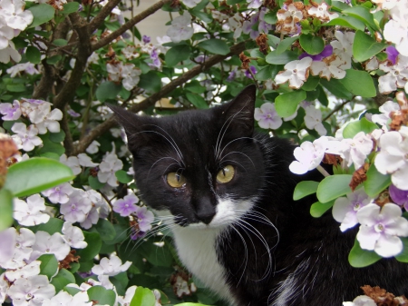 Cat - flowers, nature, cute, cats, beauty, animals