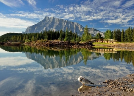 Amazing Landscape - forest, water, mountain, seagull