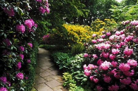 Springtime Blossoms - path, plants, rhododendron, park, colors