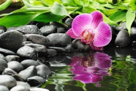 PINK ORCHID SPA - reflections, spa, pink, orchid