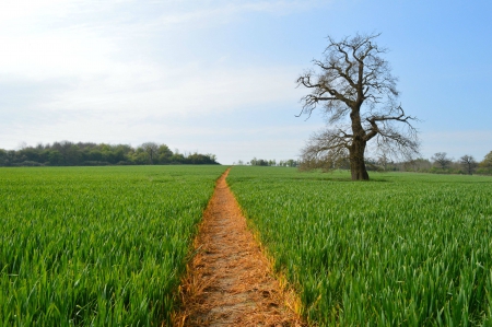 field - nature, fun, forest, cool, field