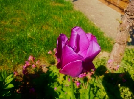 Tulip - nature, purple, tulip, flower