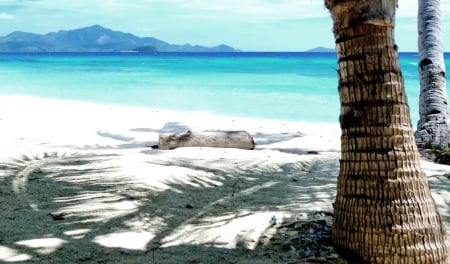 Beach - beach, sand, palm, sea