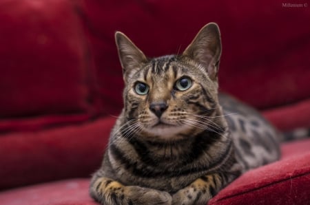 Cat - paws, face, pretty, cute, animals, beautiful, cat, sleeping, kitty, cats, kitten, hat, lovely, cat face