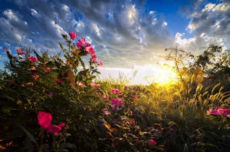 Beauty Sunrise - sky, roses, beautiful, clouds, flowers, sunrise