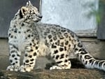 snowleopard