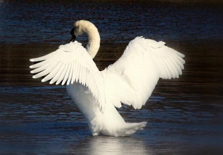 Swan - one, wings, white, water