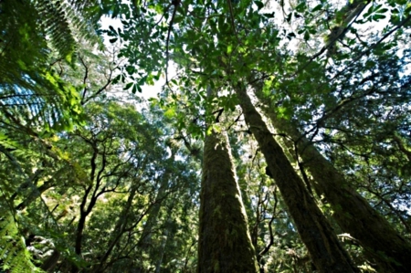 trees from below - up, low, above, sky, way