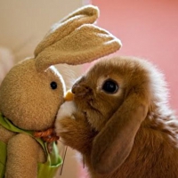 bunny with toy