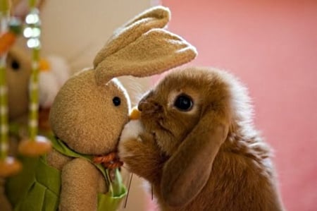 bunny with toy - plush, long, doll, eared