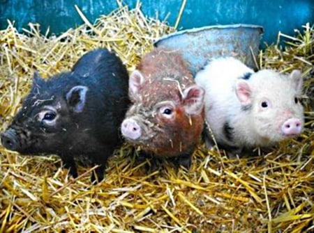 3 piglets - chestnut, pink, brown, straw