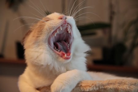 yawn - mouth, wide, open, cat