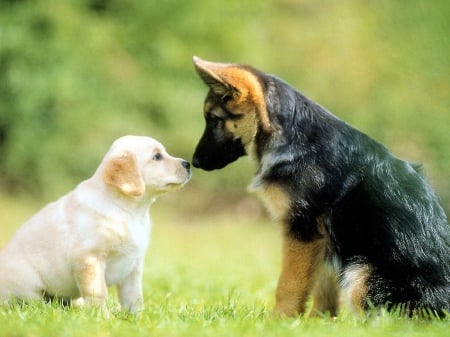 LET ME TELL YOU PUP ABOUT LOVE - adorable, cute, puppy, dog