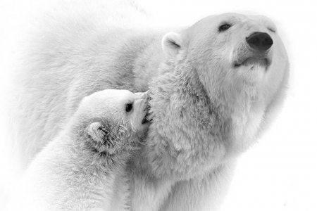 Loving Scene - daughter, animals, mother, polar bears