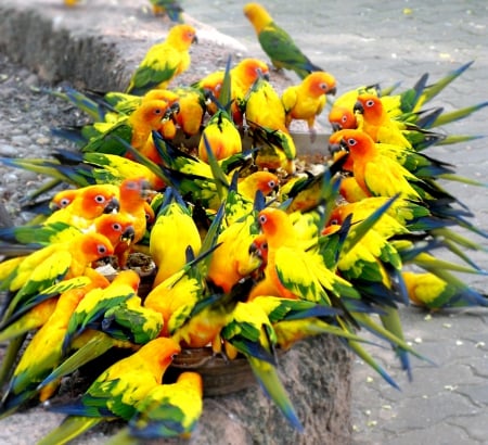 Bouquet of colorful hungry parrots - parrots, birds, colors, hungry