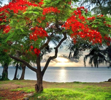 Red flowering tree - water, tree, sunset, red