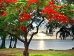 Red flowering tree