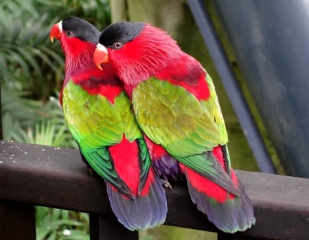 A wonderful pair of parrots - birds, pair, red, green