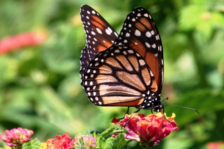 Monarch butterfly - nature, monarch, butterfly, flower